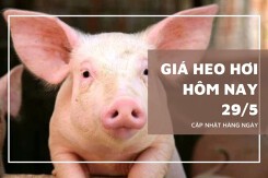 Giá heo hơi hôm nay 29/5 giảm nhẹ tại miền Bắc, thị trường cả nước tạm chững giá