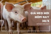 Giá heo hơi hôm nay 30/5 tiếp tục giảm nhẹ tại miền Bắc và miền Trung, TP Huế rơi xuống mốc 66.000 đồng/kg