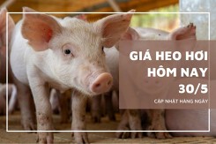 Giá heo hơi hôm nay 30/5 tiếp tục giảm nhẹ tại miền Bắc và miền Trung, TP Huế rơi xuống mốc 66.000 đồng/kg