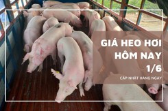 Giá heo hơi hôm nay 1/6 giảm tại một số địa phương miền Bắc và miền Trung, nhiều nơi về mốc 66.000 đồng/kg