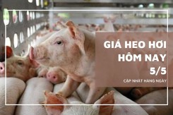 Giá heo hơi hôm nay 5/5 tăng giảm trái chiều, Đồng Nai giữ đỉnh 70.000 đồng/kg