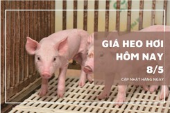 Giá heo hơi hôm nay 8/5 tăng đồng loạt tại miền Bắc và miền Trung, Hưng Yên và Bắc Ninh chạm 67.000 đồng/kg