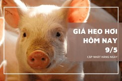 Giá heo hơi hôm nay 9/5 đồng loạt tăng trên cả nước, Đồng Nai lên 71.000 đồng/kg