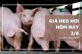 Giá heo hơi hôm nay 2/6 giảm tại Lâm Đồng và nhiều tỉnh miền Nam, mức cao nhất 68.000 đồng/kg