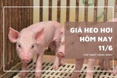 Giá heo hơi hôm nay 11/6 đi ngang trên cả nước, Cà Mau tiếp tục mức thấp nhất 62.000 đồng/kg