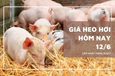 Giá heo hơi hôm nay 12/6 tiếp tục lặng sóng, mức cao nhất 68.000 đồng/kg