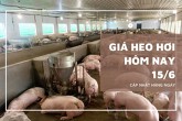 Giá heo hơi hôm nay 15/6 đi ngang trên cả nước, mức cao nhất 68.000 đồng/kg