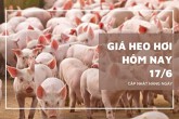 Giá heo hơi hôm nay 17/6 tạm chững lại, mức cao nhất 68.000 đồng/kg