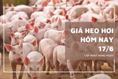 Giá heo hơi hôm nay 17/6 tạm chững lại, mức cao nhất 68.000 đồng/kg
