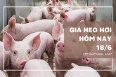 Giá heo hơi hôm nay 18/6 giảm tại nhiều địa phương, thấp nhất 62.000 đồng/kg