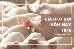 Giá heo hơi hôm nay 19/6 giảm nhẹ 1.000 đồng/kg tại một số địa phương miền Nam