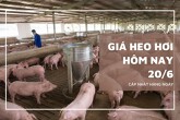 Giá heo hơi hôm nay 20/6 tiếp tục đi ngang, mức cao nhất 68.000 đồng/kg