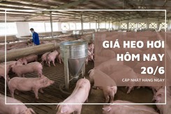 Giá heo hơi hôm nay 20/6 tiếp tục đi ngang, mức cao nhất 68.000 đồng/kg