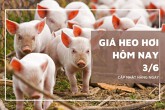 Giá heo hơi hôm nay 3/6 đi ngang trên cả nước, miền Nam đồng loạt giữ mốc 67.000 đồng/kg