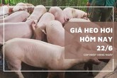 Giá heo hơi hôm nay 22/6 tiếp tục ổn định, mức cao nhất 68.000 đồng/kg
