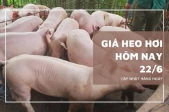 Giá heo hơi hôm nay 22/6 tiếp tục ổn định, mức cao nhất 68.000 đồng/kg