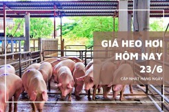 Giá heo hơi hôm nay 23/6 tăng 1.000 đồng/kg tại một số địa phương miền Bắc
