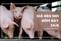 Giá heo hơi hôm nay 24/6 giảm 1.000 đồng/kg tại một số địa phương miền Trung và miền Nam, miền Bắc đi ngang