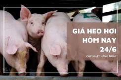 Giá heo hơi hôm nay 24/6 giảm 1.000 đồng/kg tại một số địa phương miền Trung và miền Nam, miền Bắc đi ngang