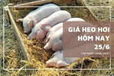 Giá heo hơi hôm nay 25/6 tiếp tục đi ngang trên cả nước, miền Bắc giữ mức cao nhất 68.000 đồng/kg