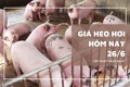Giá heo hơi hôm nay 26/6 giảm 1.000 đồng/kg tại một số địa phương miền Bắc, miền Trung và miền Nam ổn định