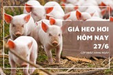 Giá heo hơi hôm nay 27/6 tiếp tục giảm 1.000 đồng/kg tại nhiều nơi ở miền Bắc