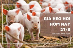 Giá heo hơi hôm nay 27/6 tiếp tục giảm 1.000 đồng/kg tại nhiều nơi ở miền Bắc