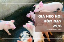 Giá heo hơi hôm nay 29/6 tiếp tục giảm 1.000 đồng/kg tại nhiều nơi ở miền Bắc