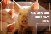Giá heo hơi hôm nay 30/6 tiếp tục giảm 1.000 đồng/kg tại một số địa phương, miền Nam giữ ổn định