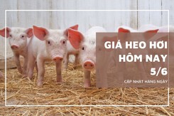 Giá heo hơi hôm nay 5/6 đồng loạt giảm tại nhiều địa phương miền Trung và miền Nam, xuất hiện mức giá 65.000 đồng/kg