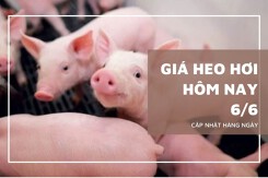 Giá heo hơi hôm nay 6/6 giảm sâu tại miền Trung và miền Nam, nhiều địa phương xuống còn 64.000 đồng/kg