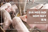 Giá heo hơi hôm nay 8/6 giảm tại Lâm Đồng, Đồng Nai, TP HCM và một số tỉnh miền Nam, nhiều nơi duy trì mức 64.000 đồng/kg
