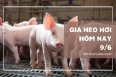 Giá heo hơi hôm nay 9/6 giảm tại Ninh Bình và nhiều tỉnh miền Nam, Cà Mau xuống còn 62.000 đồng/kg