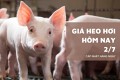 Giá heo hơi hôm nay 2/7 thị trường ổn định, miền Nam ghi nhận mức thấp nhất 60.000 đồng/kg