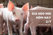 Giá heo hơi hôm nay 2/7 thị trường ổn định, miền Nam ghi nhận mức thấp nhất 60.000 đồng/kg