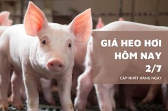 Giá heo hơi hôm nay 2/7 thị trường ổn định, miền Nam ghi nhận mức thấp nhất 60.000 đồng/kg