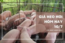 Giá heo hơi hôm nay 10/7 tiếp tục đi ngang, miền Bắc giữ mức cao nhất 66.000 đồng/kg