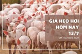 Giá heo hơi hôm nay 13/7 miền Bắc và miền Trung tăng nhẹ, Hà Nội và Hưng Yên lên 67.000 đồng/kg