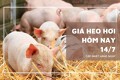 Giá heo hơi hôm nay 14/7 tăng nhiều nơi trên cả ba miền, cao nhất 67.000 đồng/kg