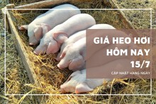 Giá heo hơi hôm nay 15/7 tăng tại miền Nam, Hà Nội và Hưng Yên giữ mức cao nhất 67.000 đồng/kg