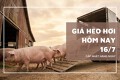 Giá heo hơi hôm nay 16/7 tăng mạnh tại miền Bắc và miền Trung, cao nhất đạt 67.000 đồng/kg
