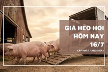Giá heo hơi hôm nay 16/7 tăng mạnh tại miền Bắc và miền Trung, cao nhất đạt 67.000 đồng/kg