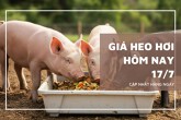 Giá heo hơi hôm nay 17/7 thị trường lặng sóng, miền Bắc duy trì đỉnh 67.000 đồng/kg