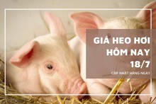 Giá heo hơi hôm nay 18/7 tiếp tục đi ngang, miền Bắc giữ mức cao nhất 67.000 đồng/kg