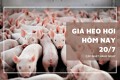 Giá heo hơi hôm nay 20/7 bật tăng tại miền Nam, cao nhất vẫn 67.000 đồng/kg