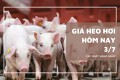 Giá heo hơi hôm nay 3/7 tiếp tục đi ngang, giao dịch ở mức 60.000 - 66.000 đồng/kg