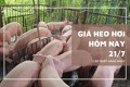 Giá heo hơi hôm nay 21/7 giảm nhẹ 1.000 đồng/kg tại ba địa phương
