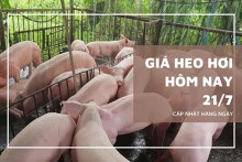 Giá heo hơi hôm nay 21/7 giảm nhẹ 1.000 đồng/kg tại ba địa phương