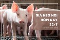 Giá heo hơi hôm nay 22/7 giảm tại ba địa phương miền Bắc, Hà Nội và Hưng Yên giữ đỉnh 67.000 đồng/kg