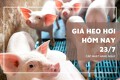 Giá heo hơi hôm nay 23/7 giảm tại nhiều địa phương, miền Bắc mất mốc 67.000 đồng/kg